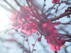 梅は咲いたか桜はまだか②
