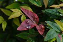 雫