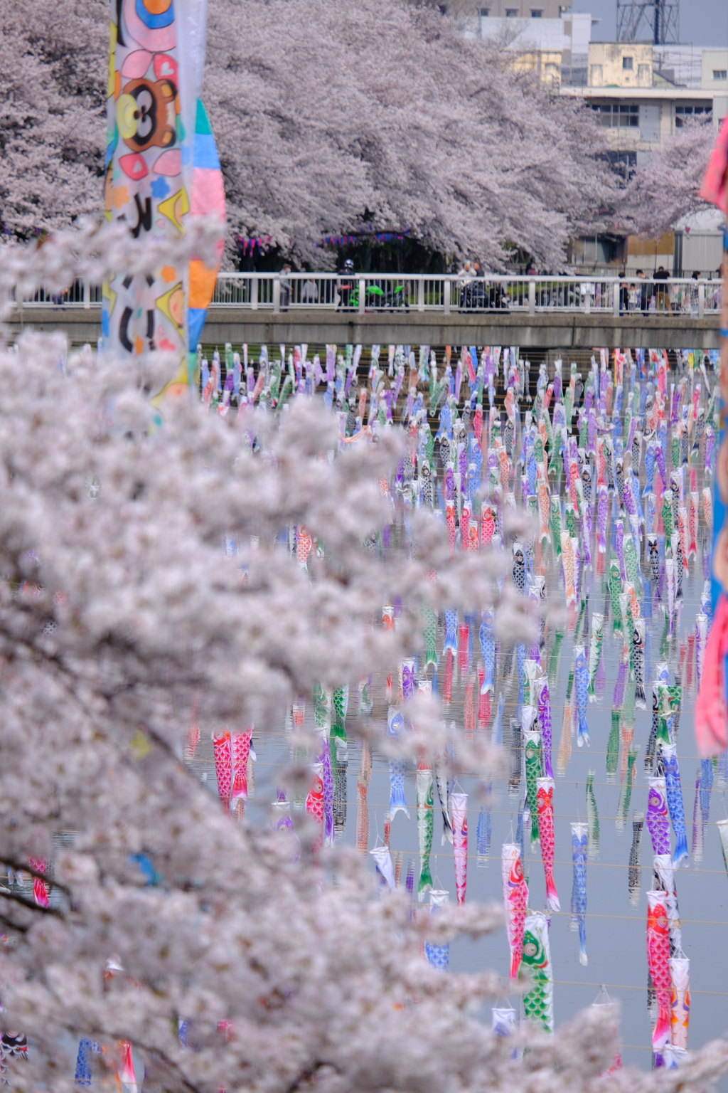 桜と鯉のぼり