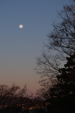 コールドムーン