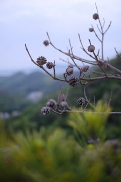 低山ハイク2