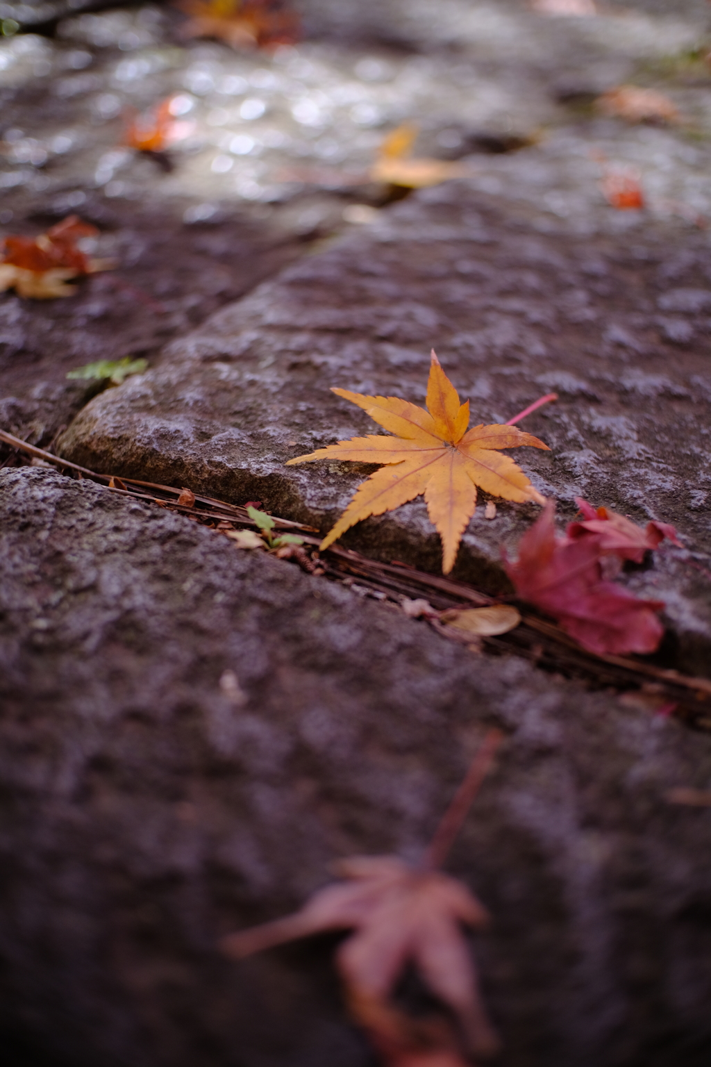 落ち葉