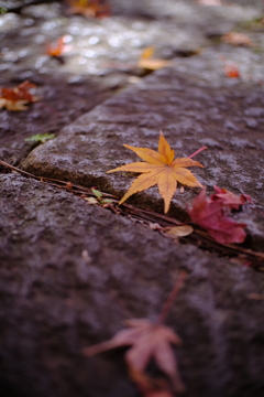落ち葉