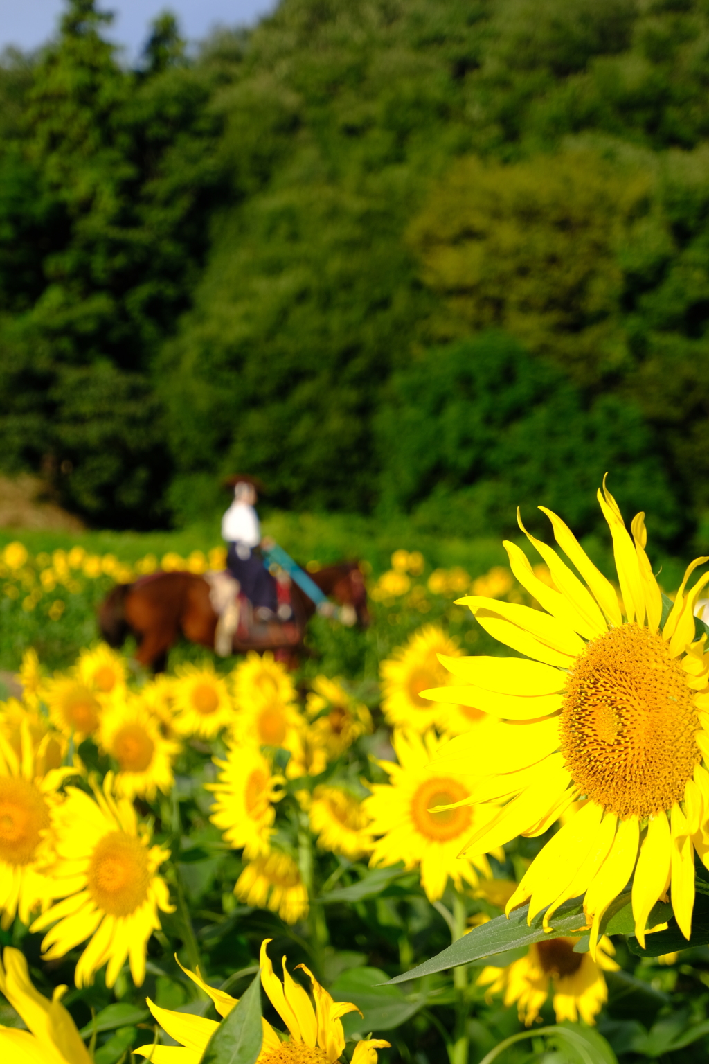 秋のひまわり②