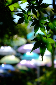 青もみじ