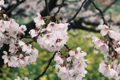 雨天の桜③