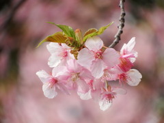 清水寺(せいすいじ)②