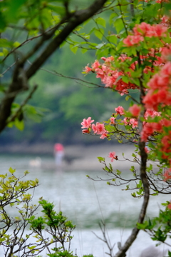 小沼