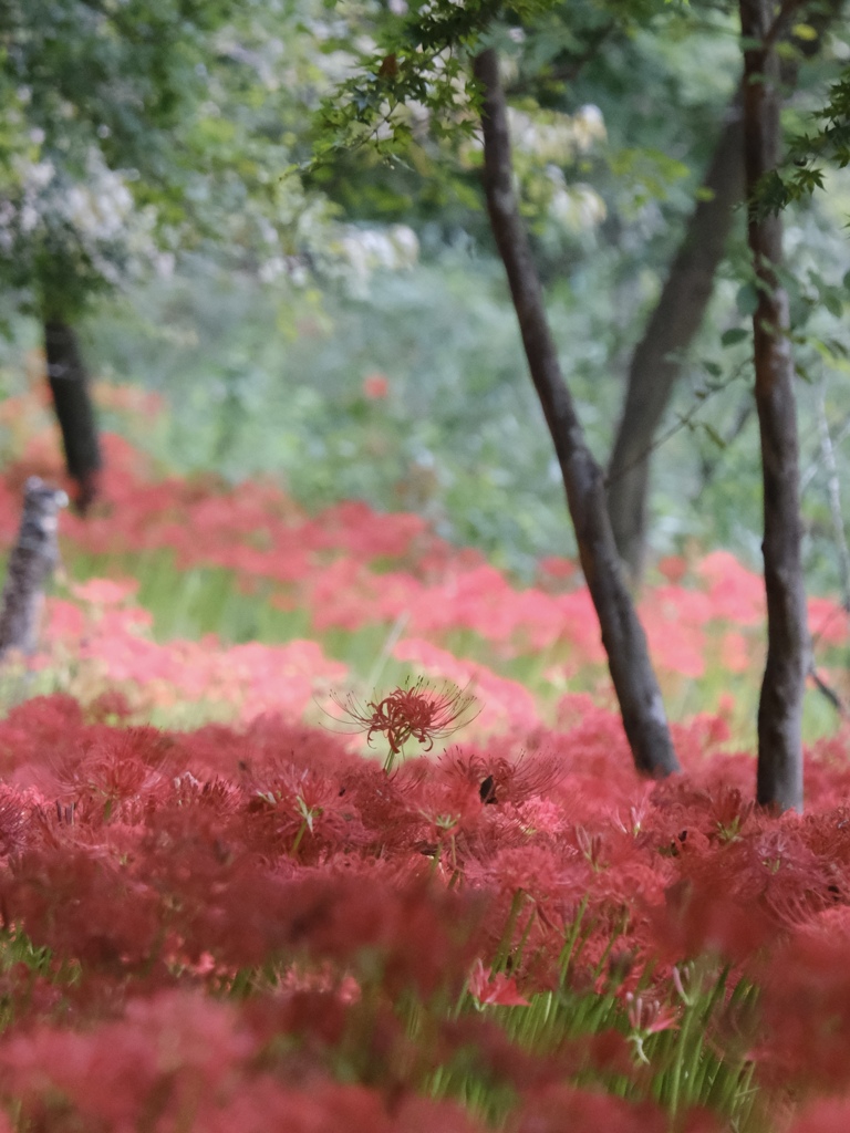 彼岸花5