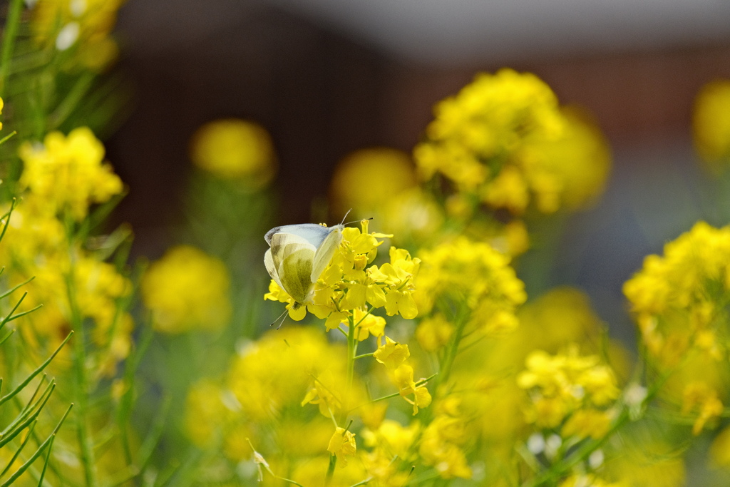 モンシロチョウ2