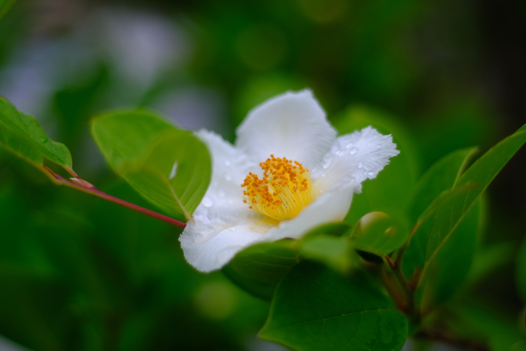 シャラの花