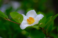 シャラの花
