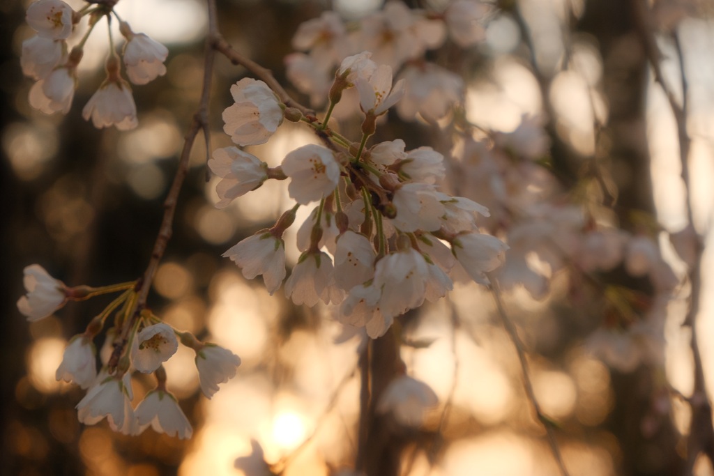枝垂れ桜