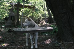 番犬シロクマ君とブランコ