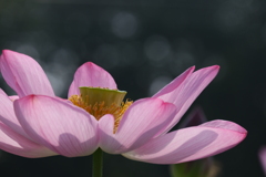 蓮