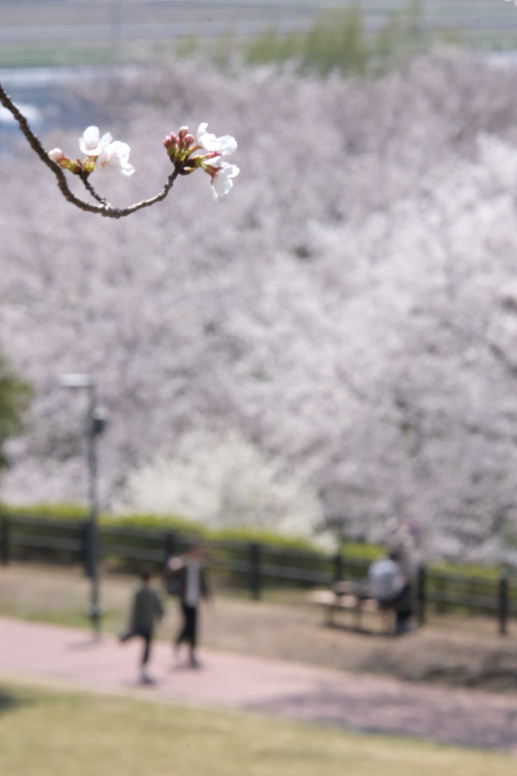 春がきた