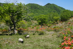 赤城白樺牧場