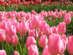 梅は咲いたか桜はまだか⑤