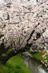雨天の桜⑥