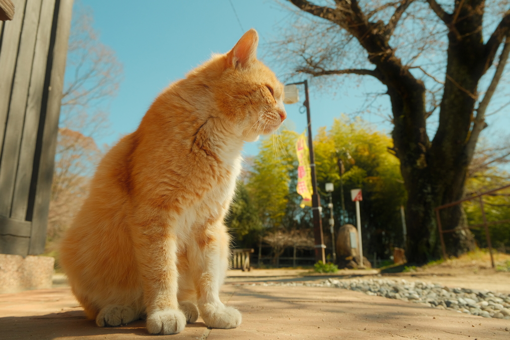 猫