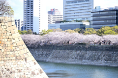 八分咲きでも満足