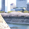 八分咲きでも満足