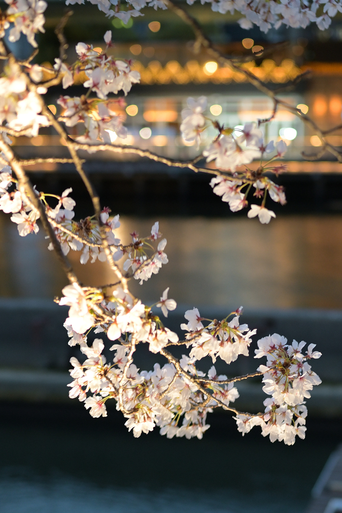 夜桜の　灯りが灯り　足止まる