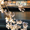 夜桜の　灯りが灯り　足止まる