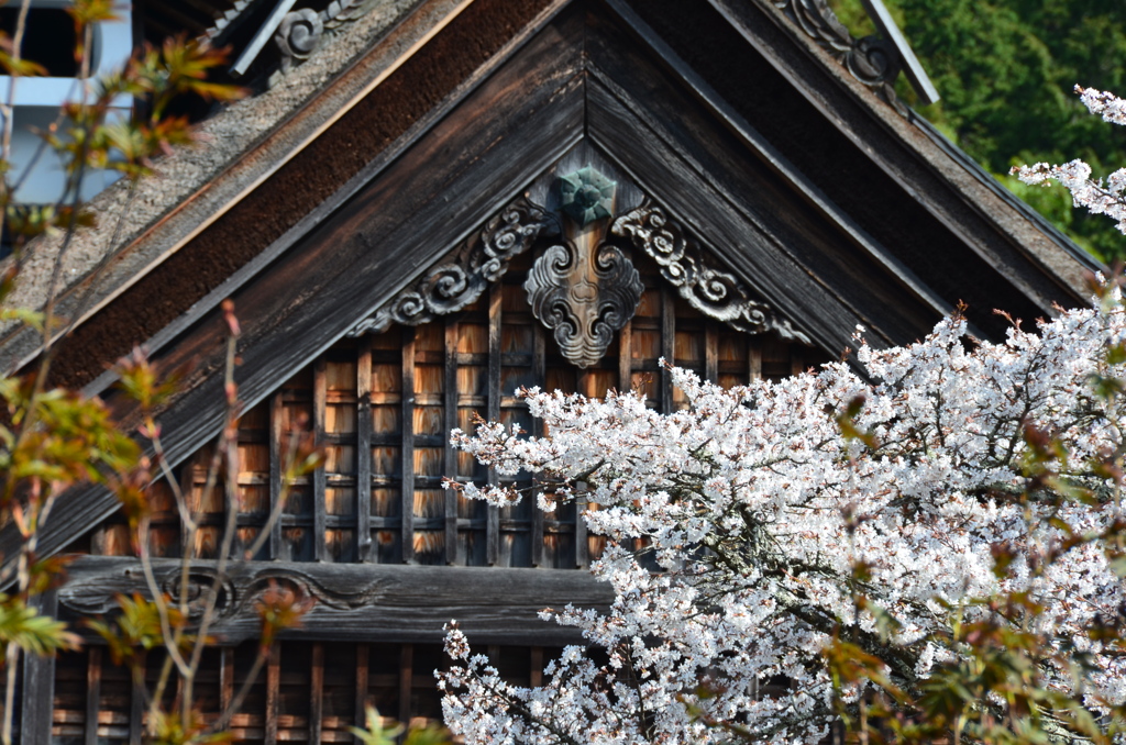 朝日で輝く桜