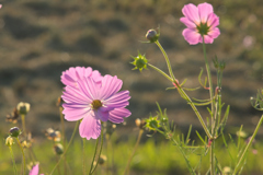 長かった　夏に手を振る　あぜ道の花