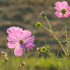 長かった　夏に手を振る　あぜ道の花