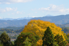 金色に　輝き放つ　村の大木