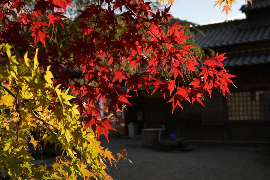 師走の初日　花花しく咲く紅葉