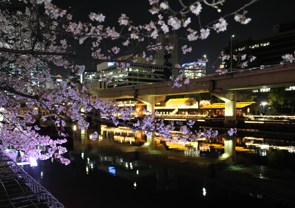 中之島の夜桜