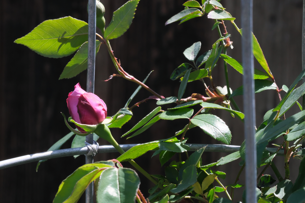 小さな小さな植木鉢のプライベート薔薇園