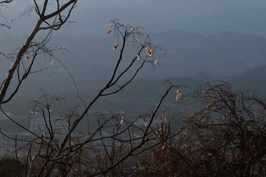 雨上がりの朝