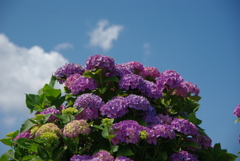 晴天の紫陽花