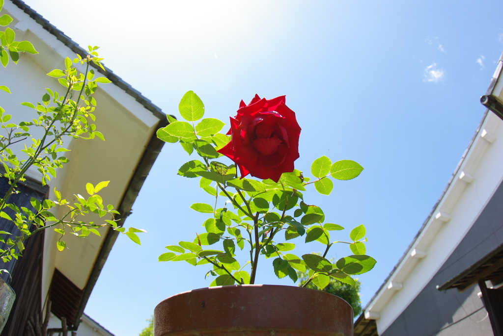 太陽の恵を受けて真っ赤に咲く薔薇