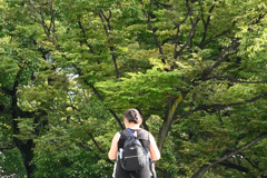 蝉の声