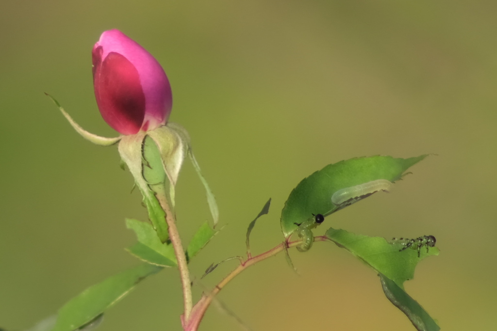 薔薇と害虫