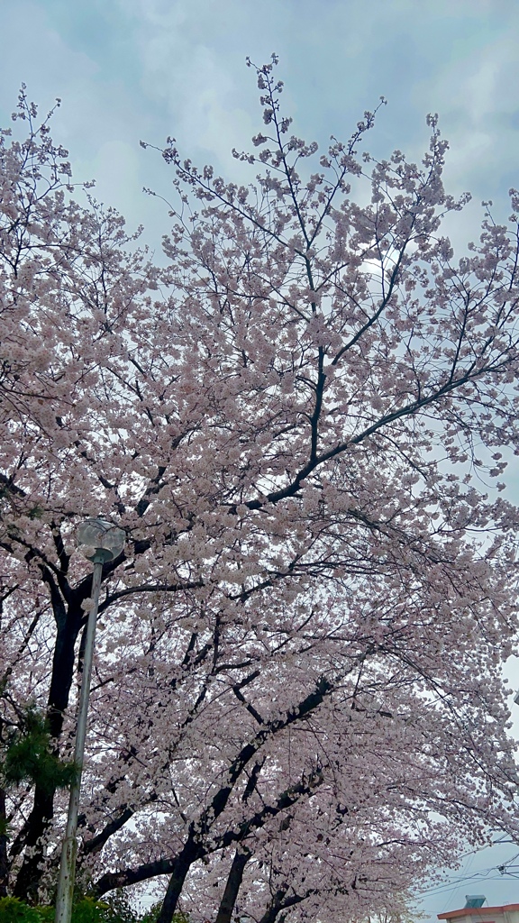 綺麗な桜