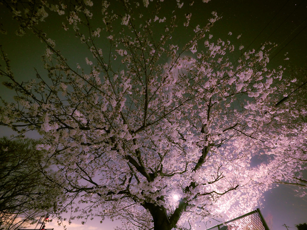 夜桜