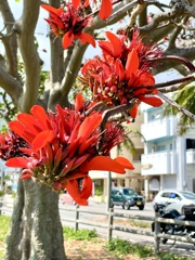 石垣島の春の花