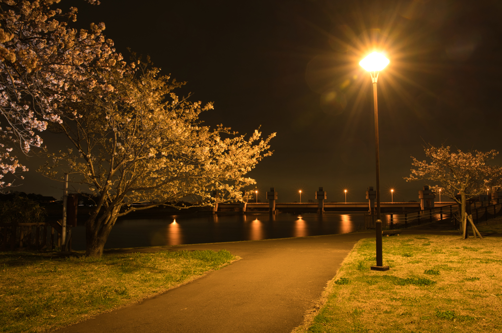 夜桜と堰