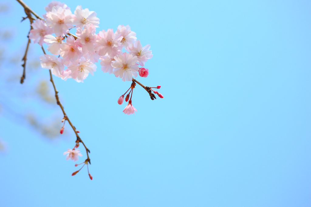 桜