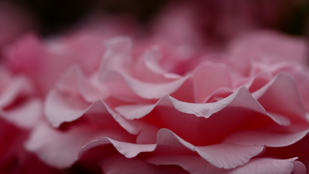 打ち寄せる花