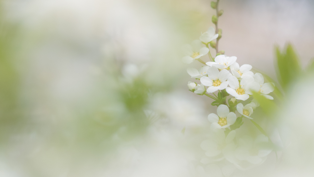 雪、開花。