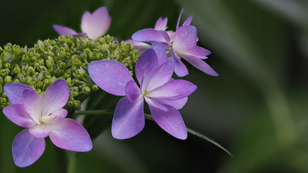 紫陽花