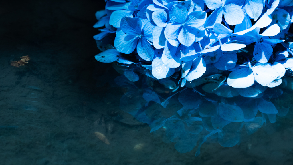 紫陽花