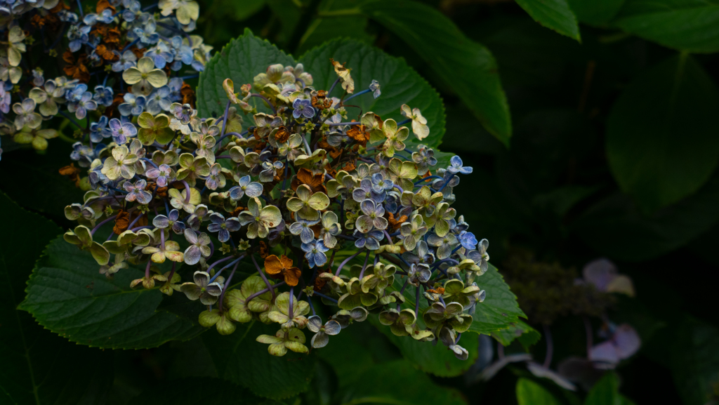 colorful hydrangea